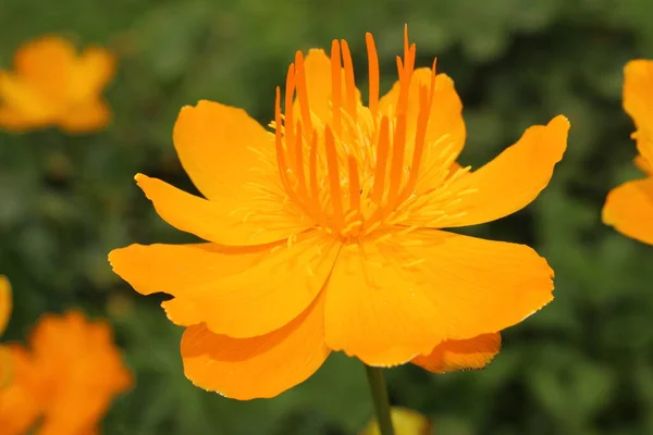 Amarelo Laranja Asian Globeflower Apenas Globe Flower Gallen Suíça Seu — Fotografia de Stock