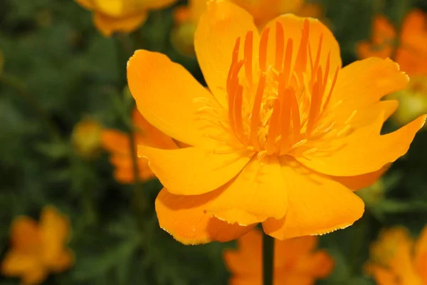 Globeflower Asiatique Jaune Orange Seulement Globe Flower Saint Gall Suisse — Photo