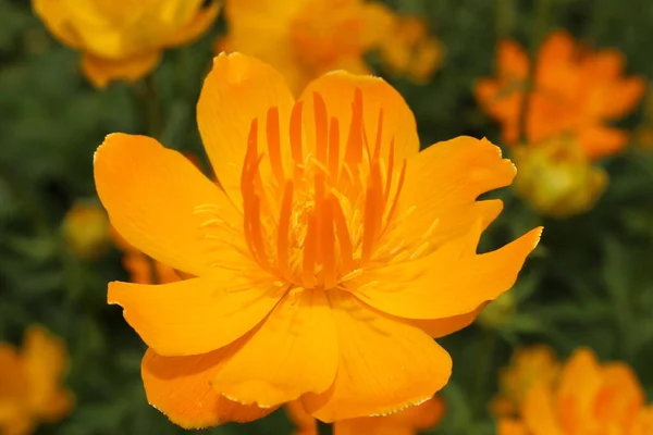 Geel Oranje Asian Globeflower Alleen Globe Flower Gallen Zwitserland Latijnse — Stockfoto