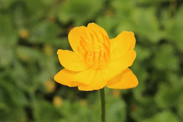 Gelb Orangefarbene Asiatische Globenblume Oder Einzige Globenblume Gallen Schweiz Sein — Stockfoto