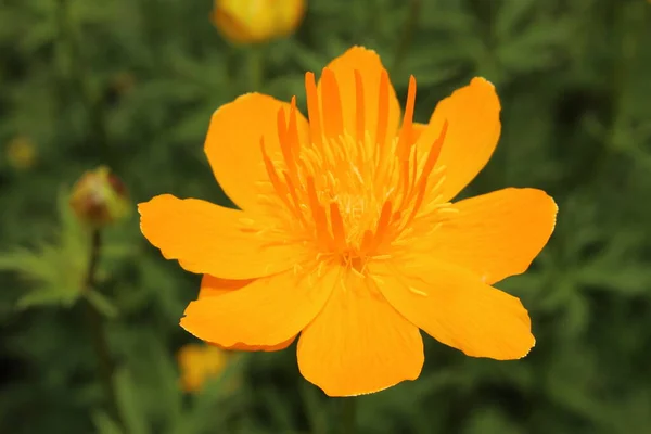 Sárga Narancssárga Ázsiai Globeflower Vagy Csak Globe Flower Gallen Svájc — Stock Fotó