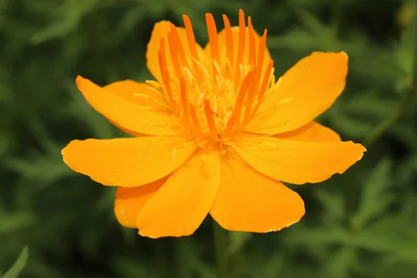 Yellow Orange Asian Globeflower Only Globe Flower Gallen Switzerland Its — Stock Photo, Image