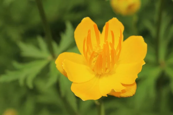 Amarillo Naranja Globeflower Asiático Solo Globe Flower Gallen Suiza Nombre —  Fotos de Stock