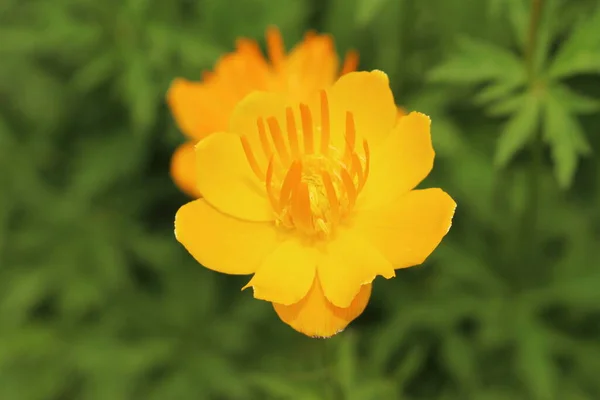 Yellow Orange Asian Globeflower Only Globe Flower Gallen Switzerland Its — Stock Photo, Image