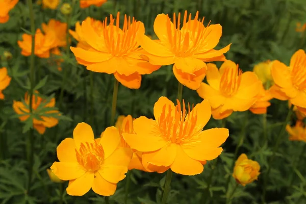 Gelb Orangefarbene Asiatische Globenblume Oder Einzige Globenblume Gallen Schweiz Sein — Stockfoto