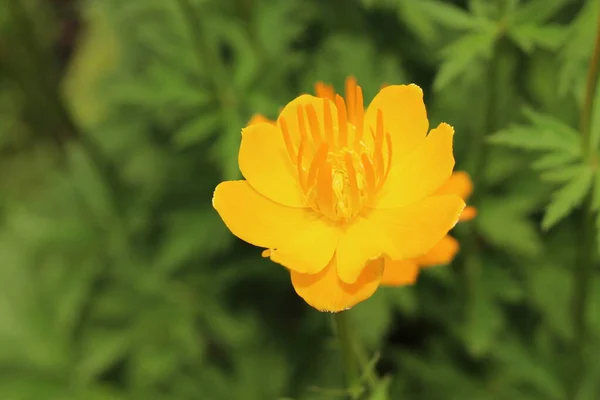 Gelb Orangefarbene Asiatische Globenblume Oder Einzige Globenblume Gallen Schweiz Sein — Stockfoto