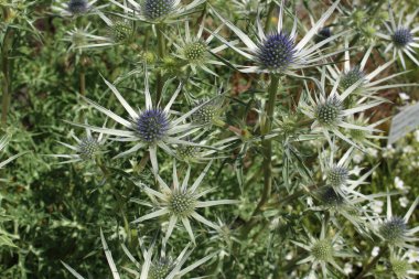 İsviçre, St. Gallen 'deki 