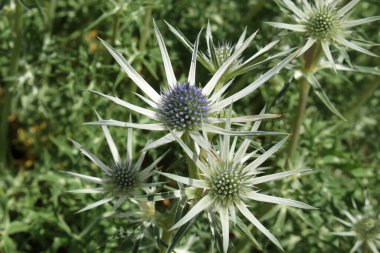 İsviçre, St. Gallen 'deki 