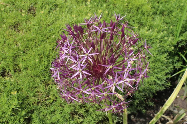 Estrella Persia Cebolla Persa Flores Gallen Suiza Nombre Latín Allium — Foto de Stock