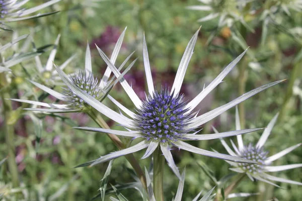 Blue Silver Mediterranean Sea Holly Plant Gallen Switzerland Its Latin — Stock Photo, Image