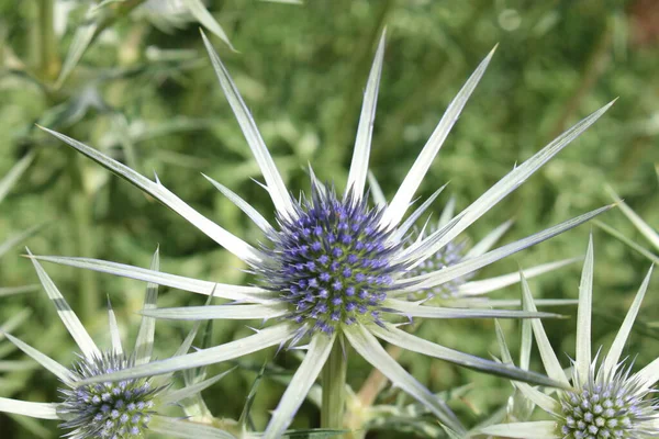 スイスのサンガレンにあるブルーシルバーの 地中海のホリー ラテン語名はEryngium Bourgatii ピレネー山脈とモロッコ原産 — ストック写真