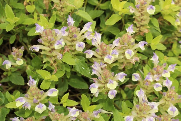 Helm Bloemen Skullcap Gallen Zwitserland Latijnse Naam Scutellaria Alpina Supina — Stockfoto