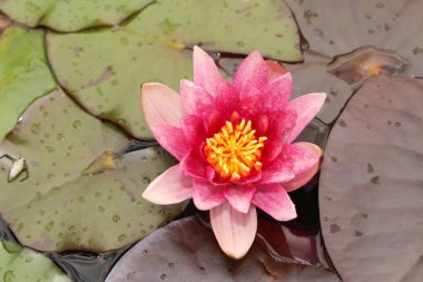 İsviçre, St. Gallen 'de pembe-kırmızı 