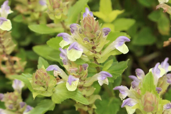 Sisak Virágok Vagy Skullcap Gallen Svájc Latin Neve Scutellaria Alpina — Stock Fotó