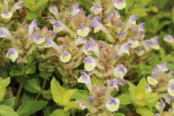 Helmet Flowers Skullcap Gallen Switzerland Its Latin Name Scutellaria Alpina — Stock Photo, Image