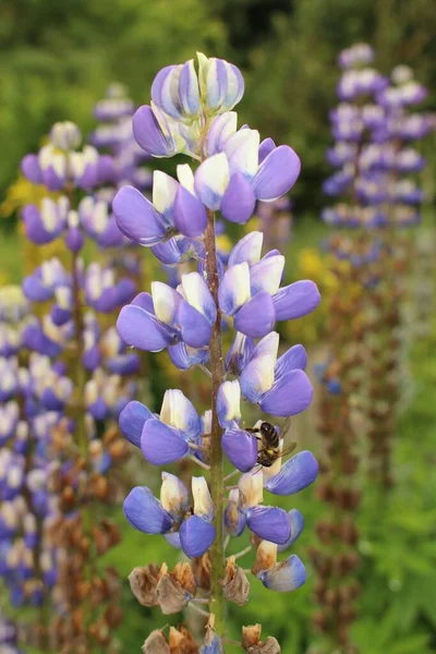 Fleurs Longleaf Speedwell Bleu Blanc Garden Speedwell Gallen Suisse Son — Photo