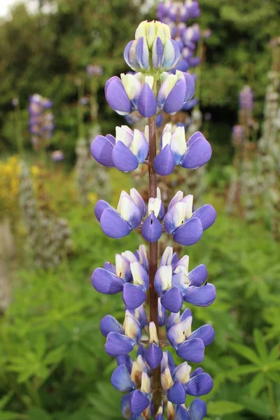 Fleurs Longleaf Speedwell Bleu Blanc Garden Speedwell Gallen Suisse Son — Photo