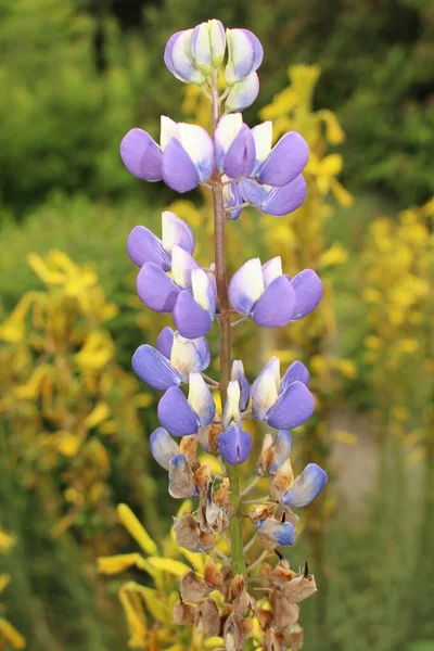 Sviçre Nin Gallen Kentinde Mavi Beyaz Longleaf Speedwell Çiçekleri Latince — Stok fotoğraf