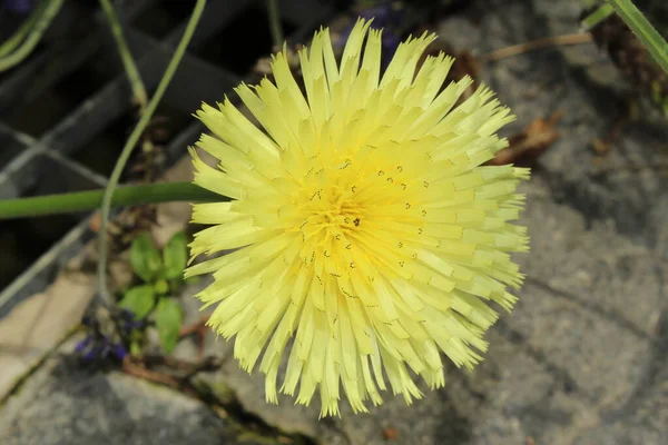 Gelbe Blüte Glattes Goldenes Vlies Oder Mittelmeer Gänseblümchen Gallen Schweiz — Stockfoto