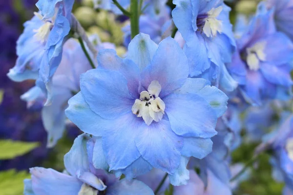 瑞士圣加仑的蓝色中世纪中期杂交花 Delphinium Moody Blues 或Spurrier的Larkspur — 图库照片