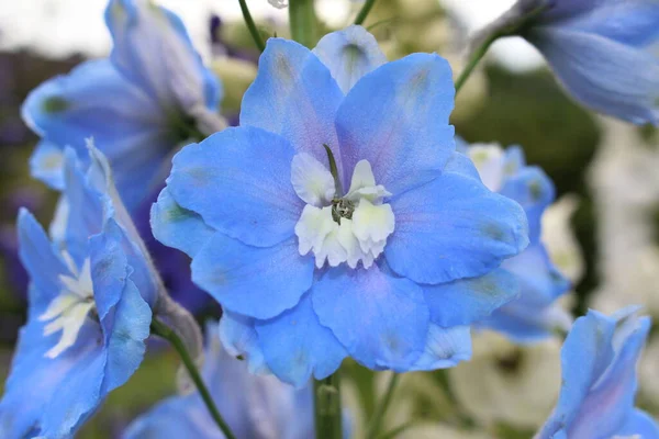 Blå Mitten Seklet Hybrid Delphinium Moody Blues Blomma Eller Larkspur — Stockfoto