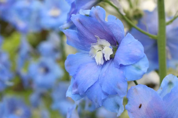 Blå Mitten Seklet Hybrid Delphinium Moody Blues Blomma Eller Larkspur — Stockfoto