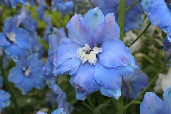 Blå Mitten Seklet Hybrid Delphinium Moody Blues Blomma Eller Larkspur — Stockfoto