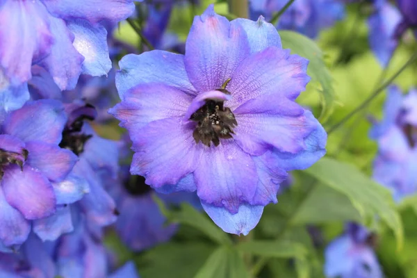 Niebieski Hybryda Połowy Wieku Delphinium Moody Blues Kwiat Lub Larkspur — Zdjęcie stockowe