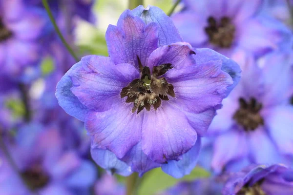 Niebieski Hybryda Połowy Wieku Delphinium Moody Blues Kwiat Lub Larkspur — Zdjęcie stockowe