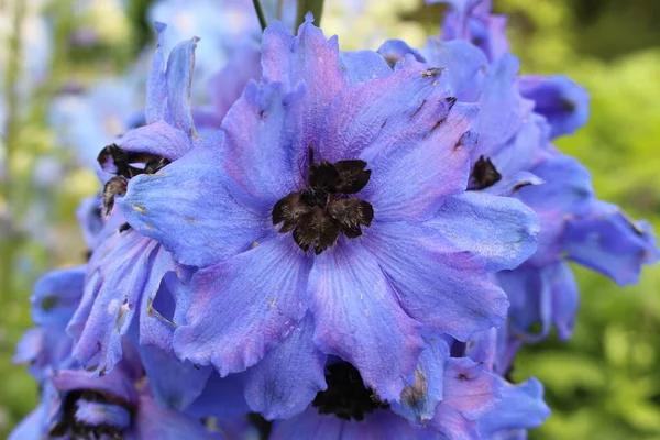 瑞士圣加仑的蓝色中世纪中期杂交花 Delphinium Moody Blues 或Spurrier的Larkspur — 图库照片