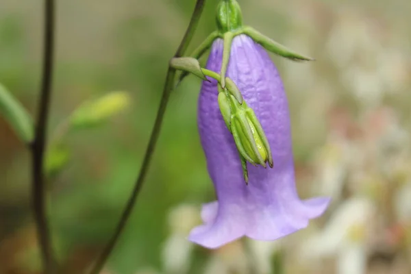 Flor Azul Diamond Bluebell Gallen Suíça Seu Nome Latino Hanabusaya — Fotografia de Stock