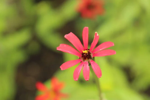 瑞士圣加仑的红色 秘鲁辛尼亚 或野生辛尼亚 它的拉丁文名字是Zinnia Peruviana Grandiflora 原产于秘鲁 — 图库照片