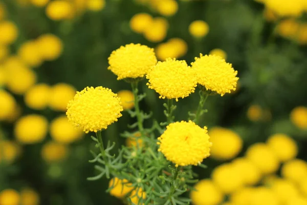 Κίτρινα Λουλούδια Golden Hair Shrub Goldilocks Golden Bitter Bush Golden — Φωτογραφία Αρχείου