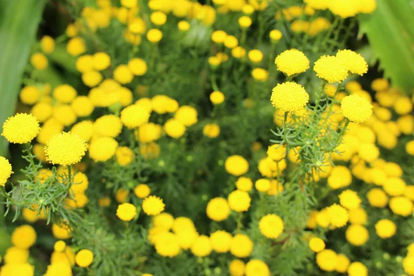 Κίτρινα Λουλούδια Golden Hair Shrub Goldilocks Golden Bitter Bush Golden — Φωτογραφία Αρχείου