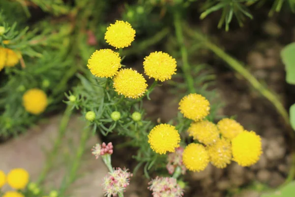 Fiori Capelli Oro Gialli Riccioli Oro Arbusti Cespuglio Amaro Oro — Foto Stock