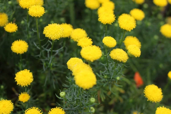 スイスのSt Gallenにある黄色の 黄金の髪 またはShrub Goldylocks Golden Bitter Bush Golden Heads — ストック写真