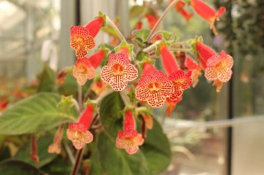 İsviçre, Zürih 'te kırmızı-sarı 