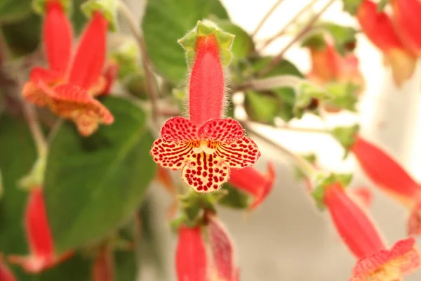 Flores Tree Gloxinia Rojo Amarillo Manchadas Zurich Suiza Nombre Latín — Foto de Stock