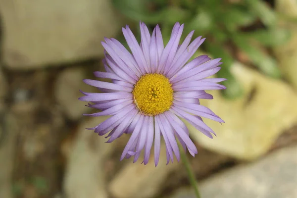 Smooth Townsend Daisy Gallen Schweiz Ihr Lateinischer Name Ist Townsendia — Stockfoto