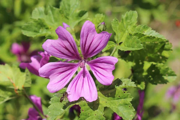 Фиолетовый Цветок Common Mallow Сыры Высокий Маллоу Высокий Маллоу Цюрихе — стоковое фото