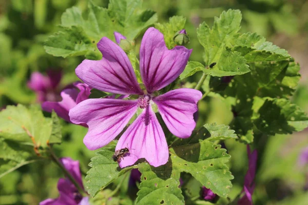 Фиолетовый Цветок Common Mallow Сыры Высокий Маллоу Высокий Маллоу Цюрихе — стоковое фото