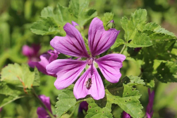 Violeta Malva Comum Flor Queijos Malva Alta Malva Alta Zurique — Fotografia de Stock