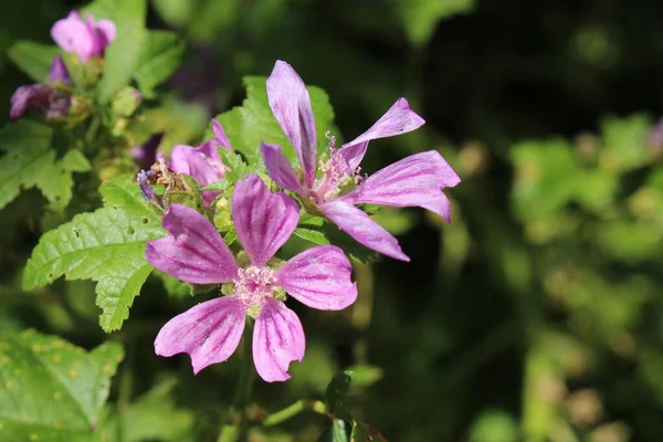 Violet Common Mallow Flower Cheeses High Mallow Tall Mallow Zurich — 스톡 사진