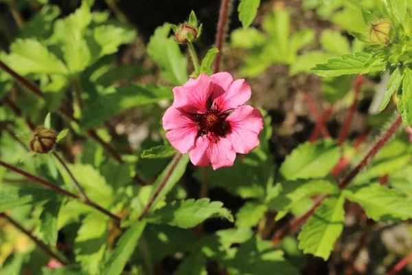 Fleur Nepal Cinquefoil Rouge Rose Zurich Suisse Son Nom Latin — Photo