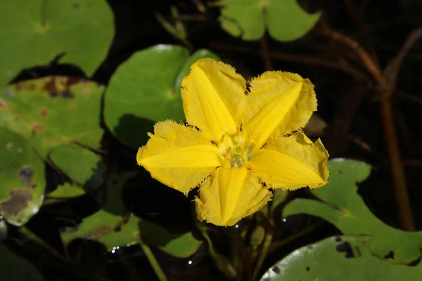 Flor Corazón Flotante Amarillo Lirio Agua Con Flecos Flecos Agua — Foto de Stock