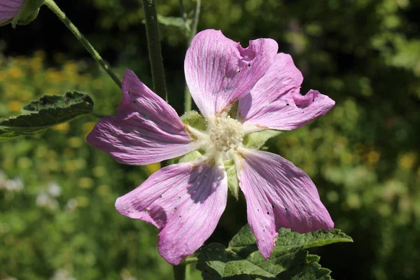 Kaschmir Malvenblüte Zürich Schweiz Ihr Lateinischer Name Ist Lavatera Cachemiriana — Stockfoto