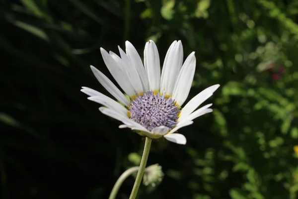 White Blue Eyed African Daisy Flower Silver Arctotis Kusgousblom Zurique — Fotografia de Stock