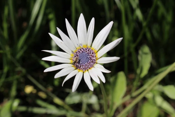 White Blue Eyed African Daisy Flower Silver Arctotis Kusgousblom Zurich — 스톡 사진