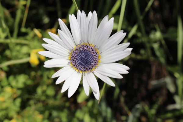 White Blue Eyed African Daisy Flower Silver Arctotis Kusgousblom Zurich — 스톡 사진