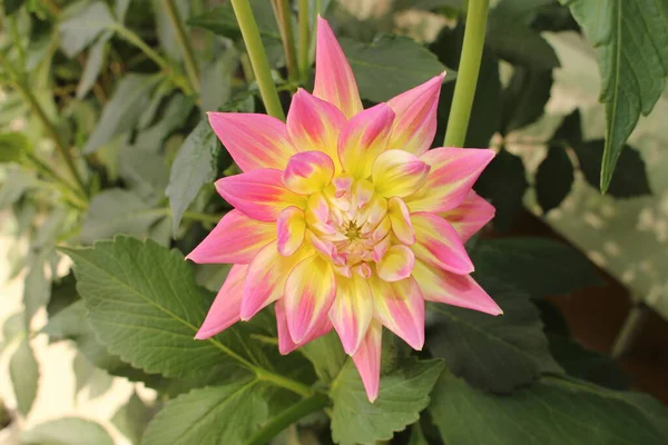 Pink Yellow Decorative Dahlia Flower — Stock Photo, Image